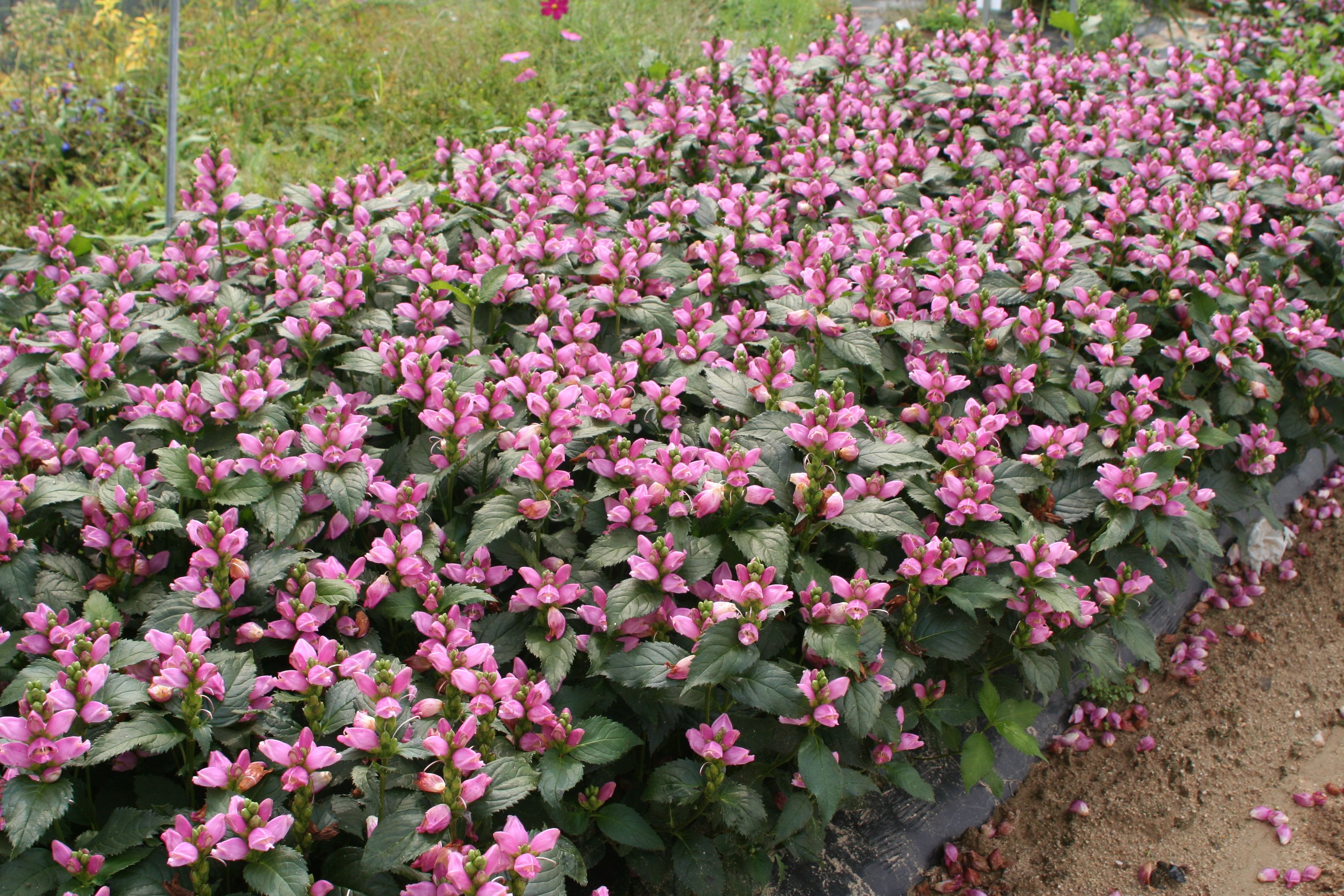 Chelone obliqua PINK